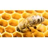 Adopcia včelstva